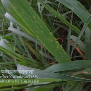 চীনার পাতার বাদামি দাগ রোগ