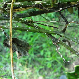 কাকরোলের খোসা পোকা