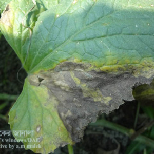 বাঙ্গির ব্লাক রট রোগ