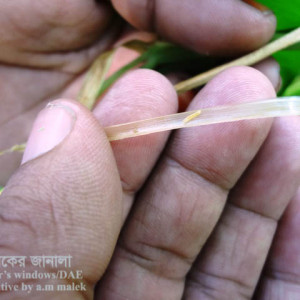 আদার গাছ ছিদ্রকারি পোকা