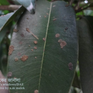 সফেদার লাল মরিচা রোগ