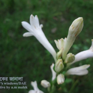 রজনীগন্ধার মরিচা রোগ