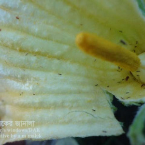 মিষ্টি কুমড়ার থ্রিপস