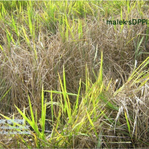 ধানের বাদামী গাছফড়িং