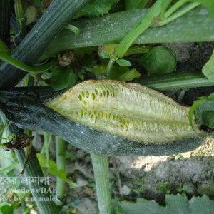 স্কোয়াশ ফেটে যাওয়া সমস্যা