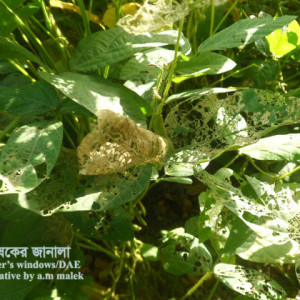 সয়াবিনের বিছা পোকা